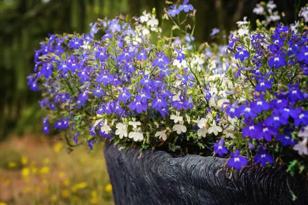 A pot with white and blue Lobelia Erinus flowers. Close view.