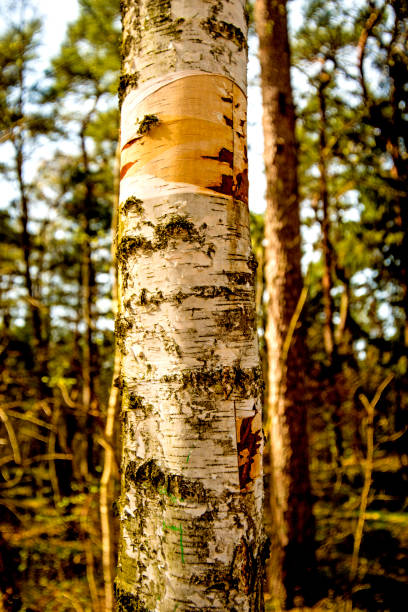 rinde der moor-birke - birch tree tree downy birch white stock-fotos und bilder