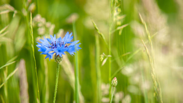 istock Radiant cornflower in the green grass 975609306