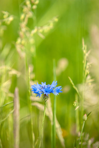 istock Radiant cornflower in the green grass 975609364