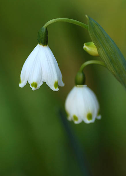 Lily of the valley stock photo