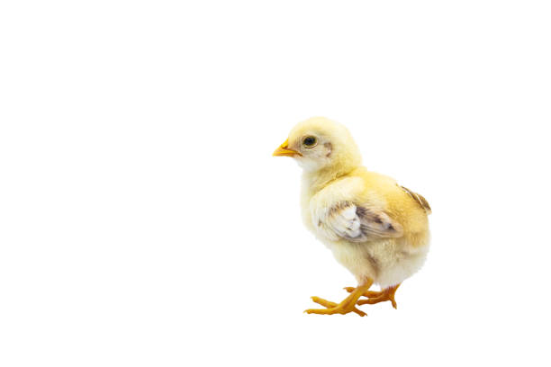 istock Cute baby chick standing with copy space. Isolated on white background 975612416