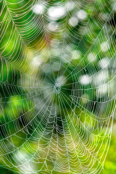 istock Beautiful spiderweb with dew drops on the silk rope 975612504