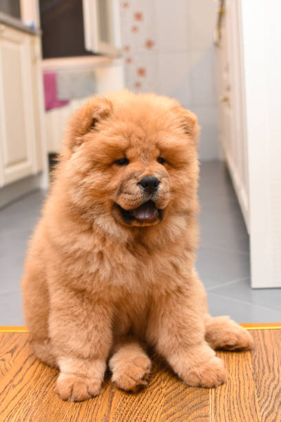 istock Chow chow puppy in the house 975615658