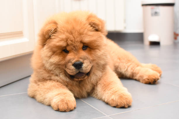 istock Chow chow puppy in the house 975615810