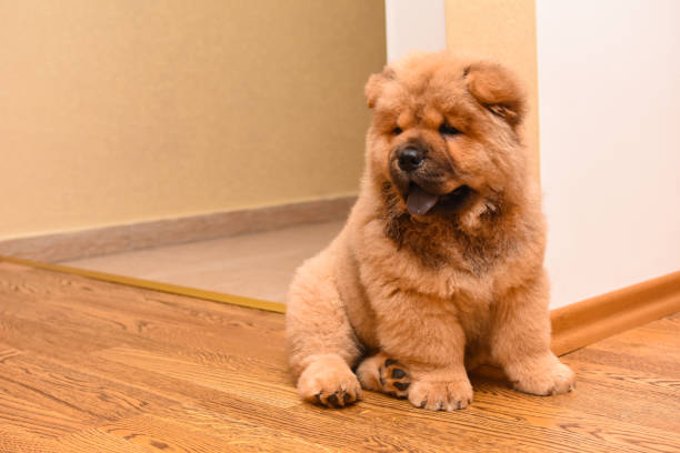 istock Chow chow puppy in the house 975615926