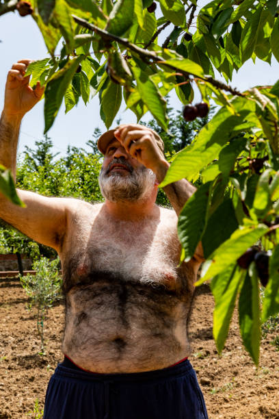 starszy mężczyzna zbierający wiśnię - chest hair zdjęcia i obrazy z banku zdjęć