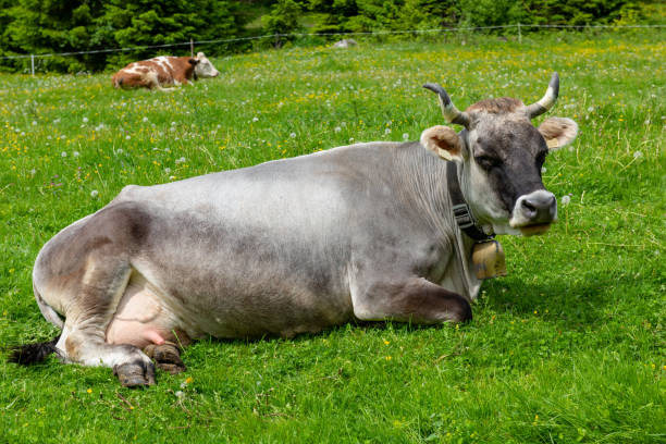 Grey Tyrolean cow lying in an Austrian Pasture.