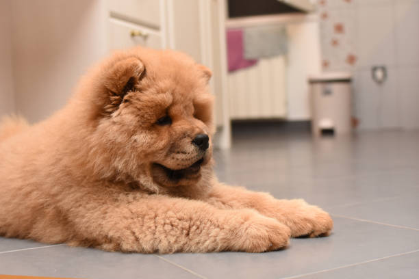 istock Chow chow puppy in the house 975616556