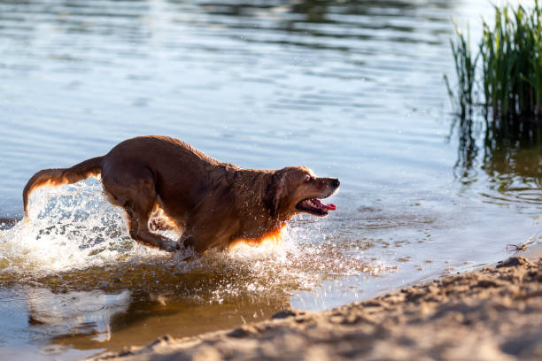 istock Happy dog jumping in the water 975616590