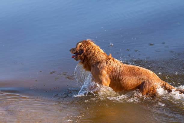 istock Happy wet dog playing in the water 975616596