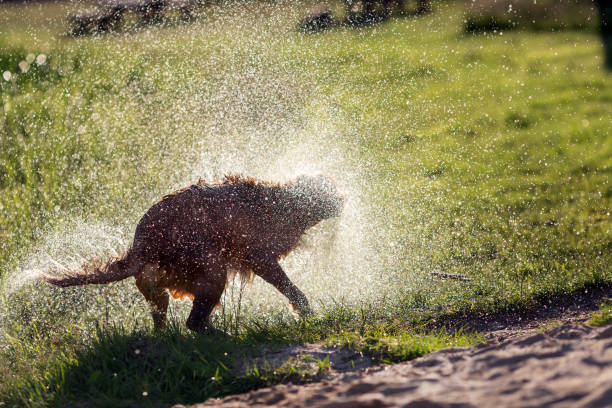istock Wet dog shaking off after swimming 975616668