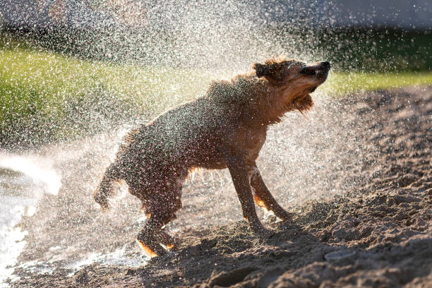 istock Wet dog shaking off after swimming 975616686