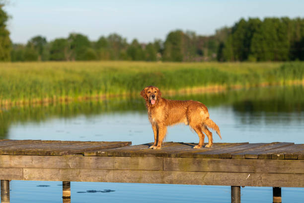 istock Happy and wet golden retriever 975618734