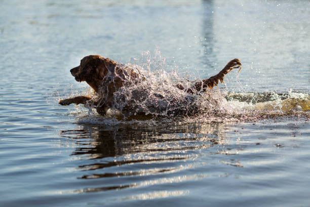 istock Happy dog in the water 975618738