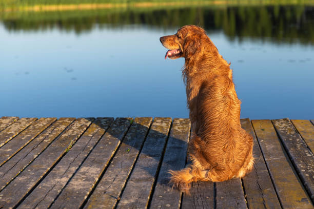 istock Happy and wet golden retriever 975618748