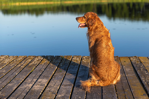 Happy and wet golden retriever sitting on the wooden bridge by the water