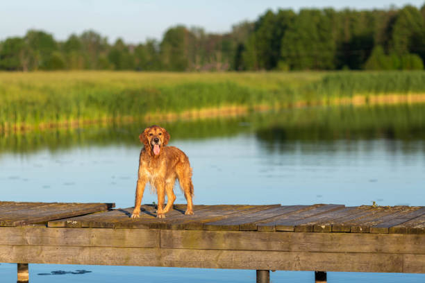 istock Happy and wet golden retriever 975618762