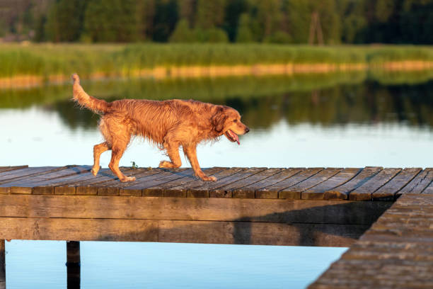 istock Wet and happy golden retriever 975618772