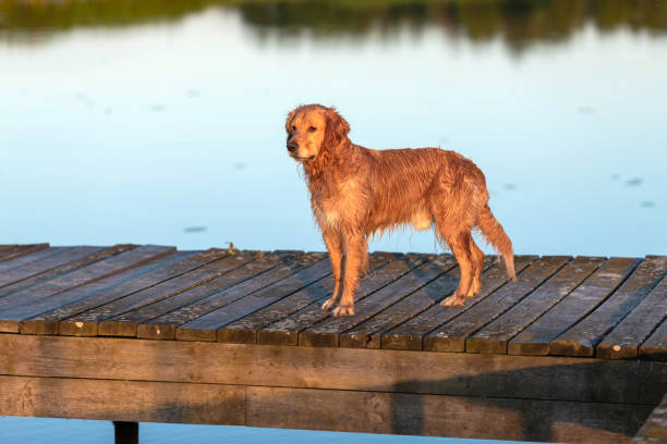 istock Wet and happy golden retriever 975618774