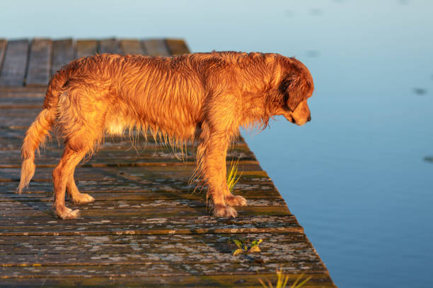istock Wet golden retriever 975618792