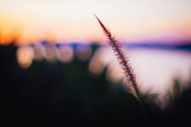 istock Closeup grass flower in soft focus and blurred with vintage style 975619236