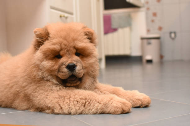 istock Chow chow puppy in the house 975619492