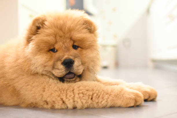 istock Chow chow puppy in the house 975619908