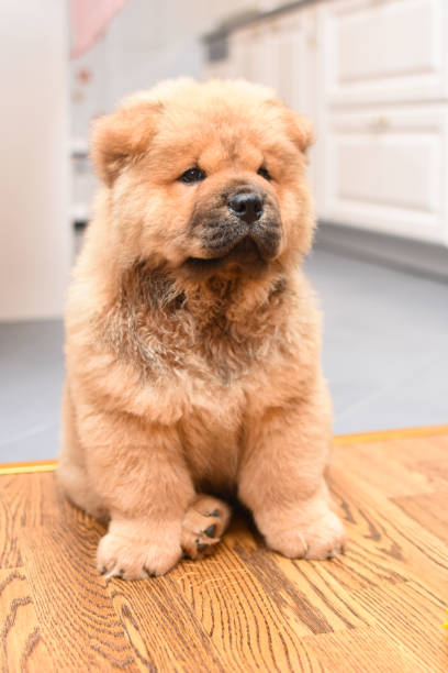 istock Chow chow puppy in the house 975619922