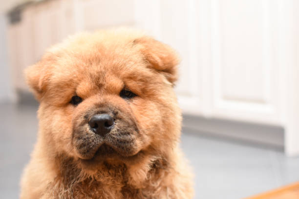 istock Chow chow puppy in the house 975620628