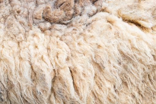 Natural Fleece texture background.