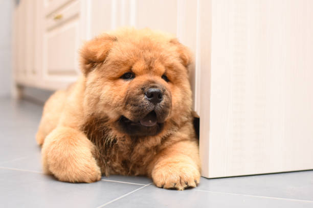 istock Chow chow puppy in the house 975623714