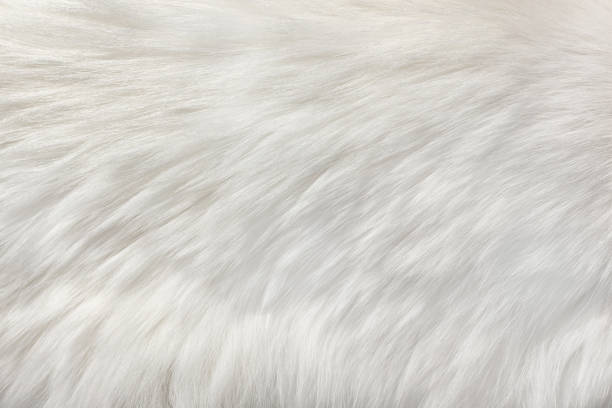 sfondo pelliccia naturale bianco - lanuginoso foto e immagini stock