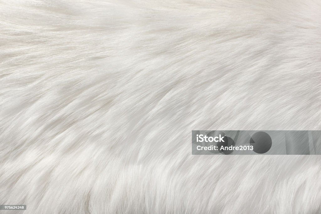 white natural fur background White fur natural texture, close-up.Useful as background Fur Stock Photo