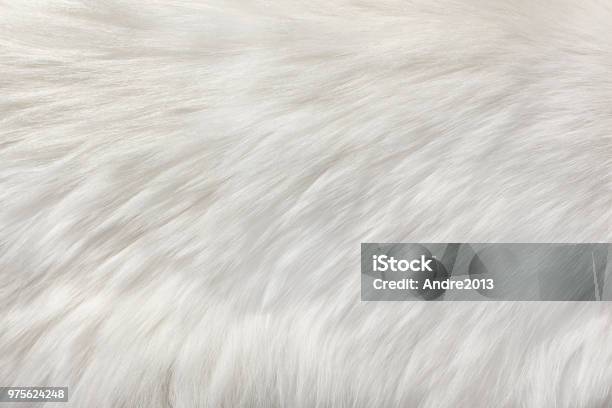 White Natural Fur Background Stock Photo - Download Image Now - Fur, White Color, Textured