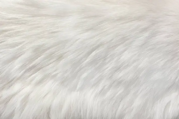 Photo of white natural fur background