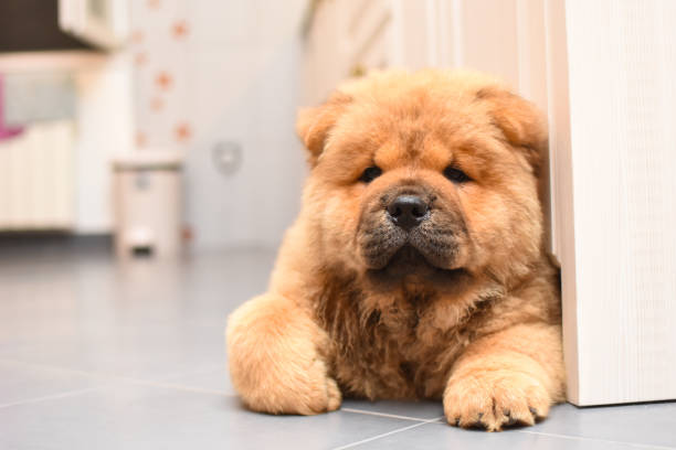 istock Chow chow puppy in the house 975624514