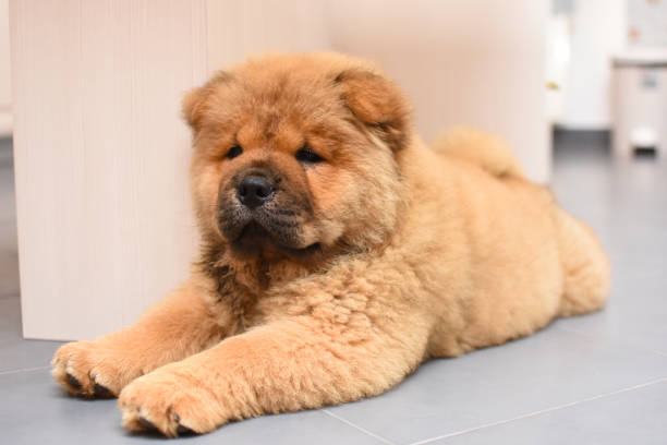 istock Chow chow puppy in the house 975624616