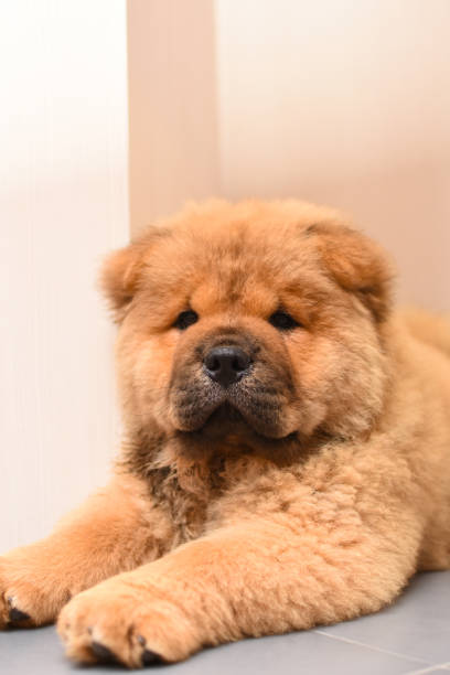 istock Chow chow puppy in the house 975624682