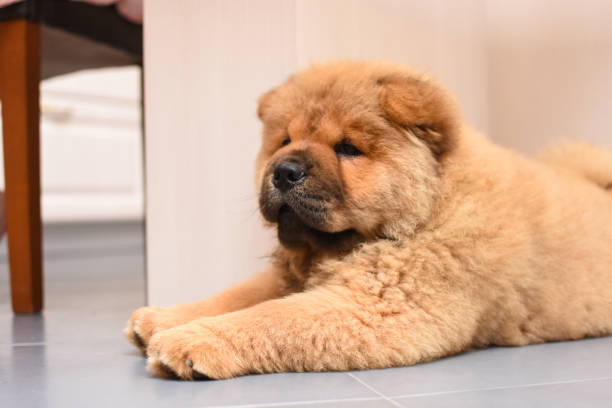 istock Chow chow puppy in the house 975624684