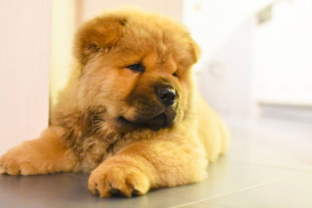 istock Chow chow puppy in the house 975626584