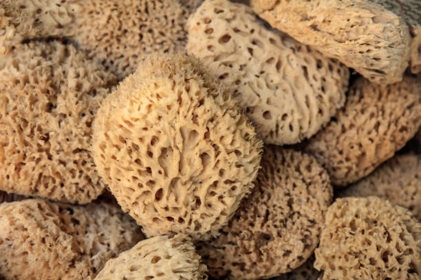istock Natural sponges full background - top view 975628498