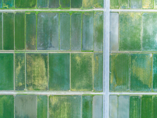 istock Aerial view of paddy field 975629276