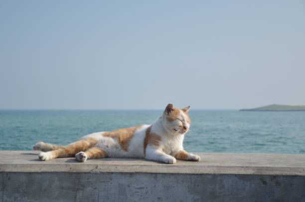 Doha, capital of the peninsular Arabian Gulf country Qatar, is a modern city on Doha Bay.
