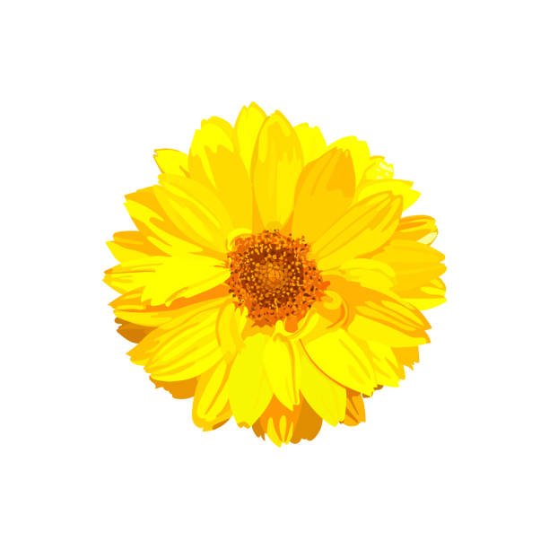 цветок хризантемы. вектор цветочные изолированные красочные желтые pla - golden daisy stock illustrations