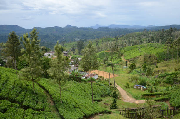 istock Nuwara Eliya tea plantation, Sri lanka. 975634726