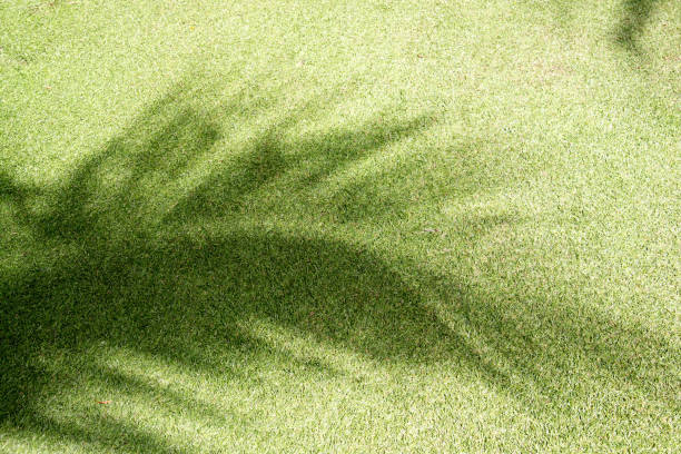 istock Green grass and shade background 975637326