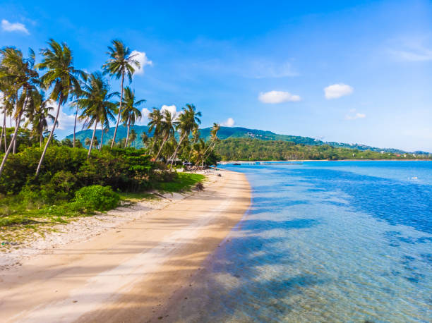 istock Scenic View Of Palm Trees On Beach Against Blue Sky 975637944