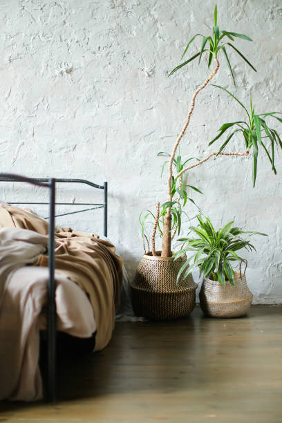 istock Big green plant near bed 975638454