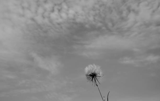 istock summer flower sea nature  sky dandelion Ukraine 975641386